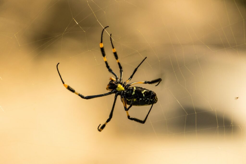 Detailed shot of a Golden Orb Weaver spider on its web, showcasing its intricate design.